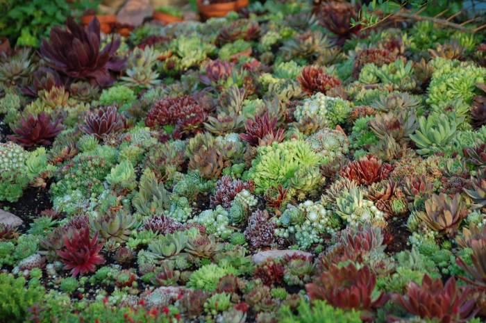 Sempervivum Dachwurz Hauswurz